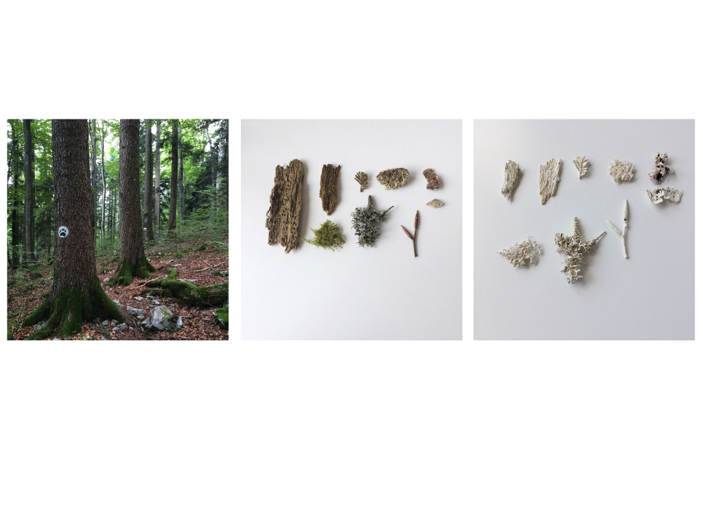 Read more about the article Under the Skin of the Forest, Materials Library